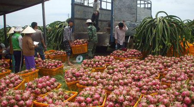 Agro-product export prices fall
