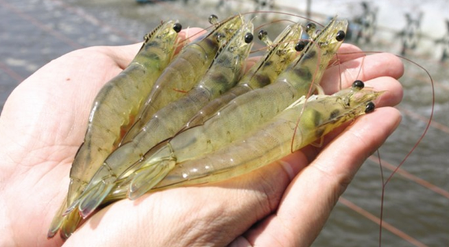 Shrimp exports likely to rebound in first half of 2016