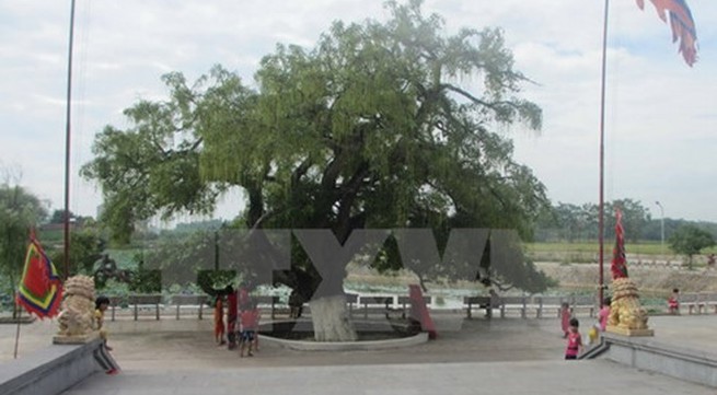 Vinh Phuc honours 600 year-old heritage tree