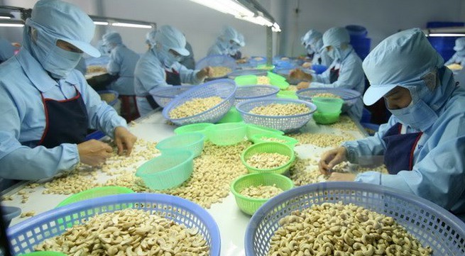 Ten-month cashew export enjoys robust growth