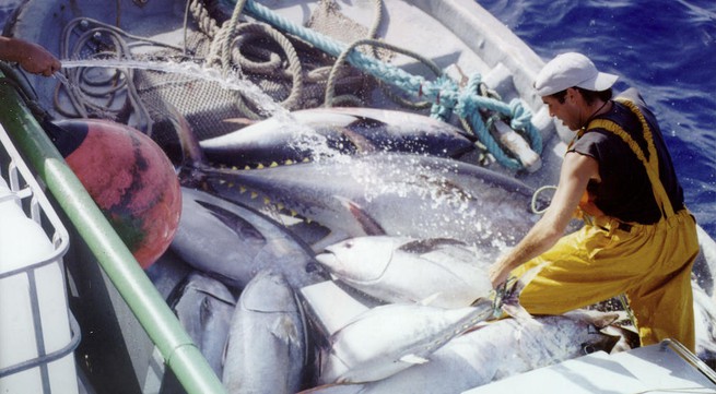 Tuna firms eye 8 percent export rise