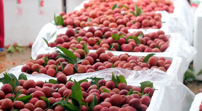 First batch of lychee irradiated at Hanoi facility
