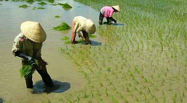 Vietnam adjust rice exporting target to 5.65 million tonnes