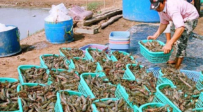 Bac Lieu to become a shrimp production hub