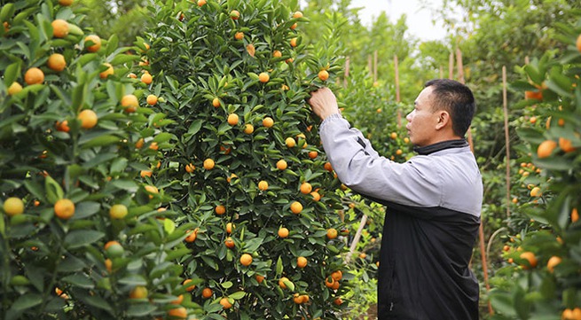 Promoting collective trademarks for kumquat trees