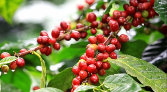 Drip irrigation for coffee proves effective