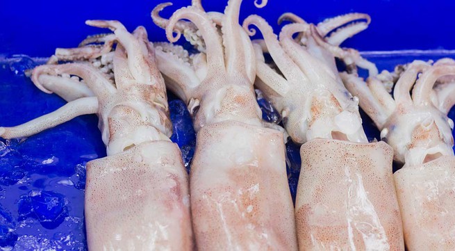 Cuttlefish and octopus exports to reach 420 million USD