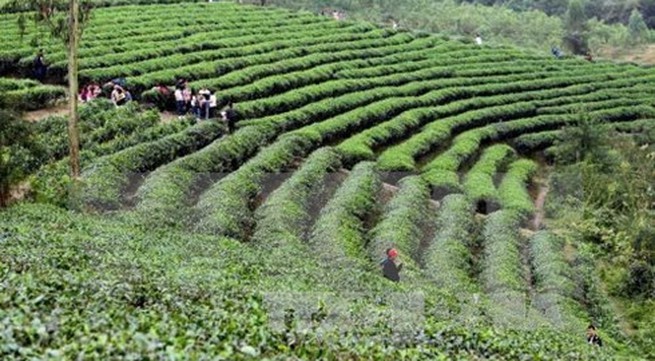 Vietnamese tea seeks to enter choosy markets