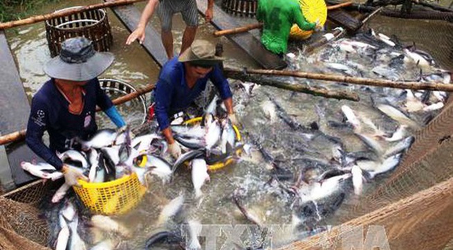 Tra fish development no longer strong