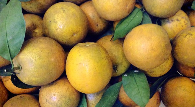 Cao Phong oranges apply QR code for origin recognition