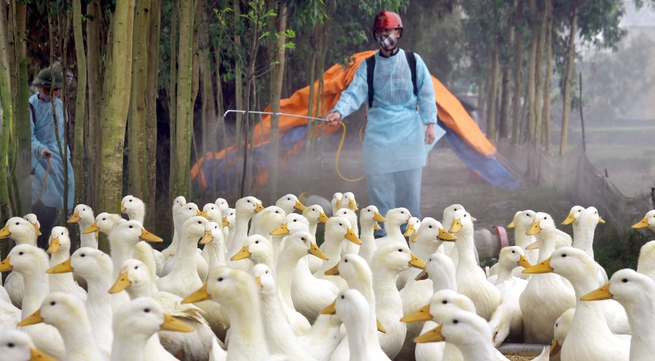 Anti-bird flu prevention boosted