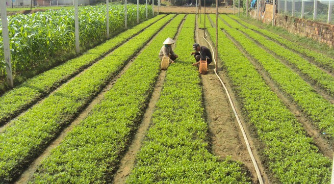 Japan pilots clean vegetable production in Binh Dinh