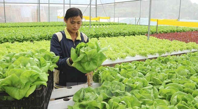 Fruits, vegetables export reach 3.16 billion USD in 11 months