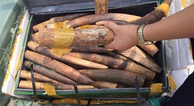 More than 300 kilograms of ivory seized at Noi Bai Airport