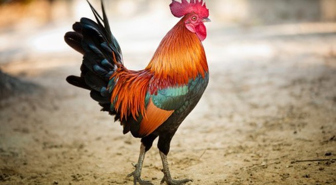 Stocks expected to rise in the year of the Rooster
