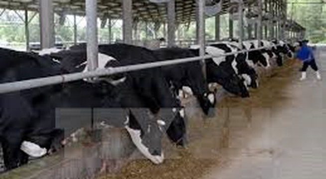 Dairy farmers to receive low-interest loans