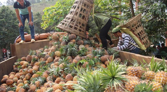 Lào Cai investigate reasons of pineapples’ death