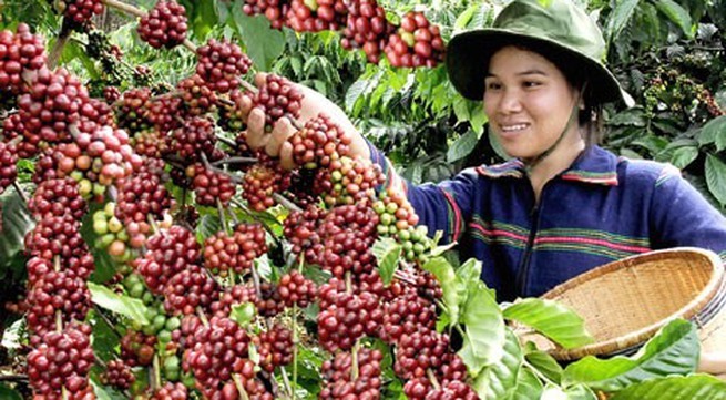 Việt Nam’s coffee price highest in six years
