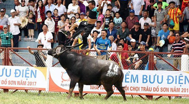 Man mauled to death by his buffalo during fest in northern Vietnam