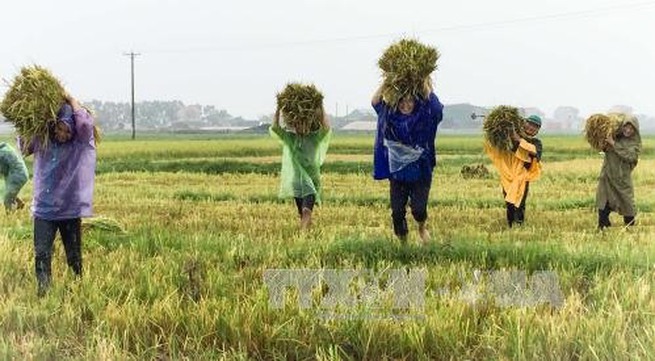 Hà Tĩnh gets seeds for new crop