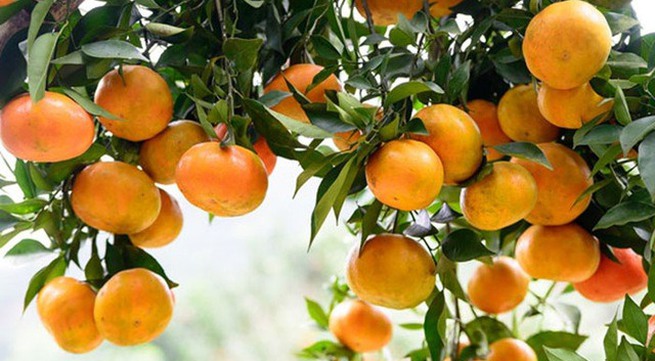 Hưng Yên to host orange week