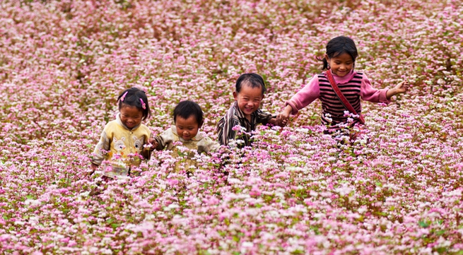 Dong Van buckwheat flower festival to attract tourists