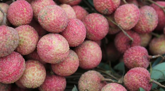 New technology helps preserve lychee exports