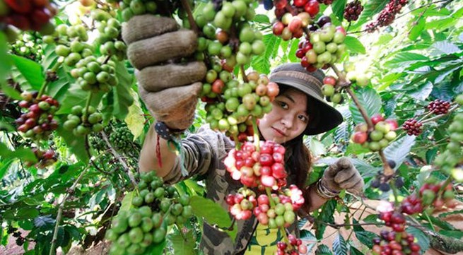 Ho Chi Minh City promotes agriculture – tourism