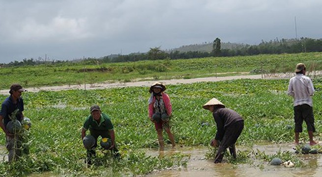 Farmers in Quang Nam cope with loss of land