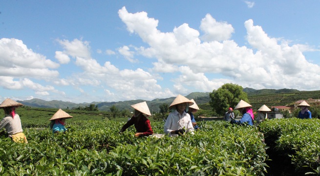 Businesses and farmers ties improves Lai Chau tea sales