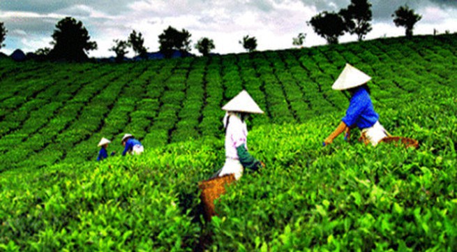 Solving trouble brewing in the Vietnam tea industry
