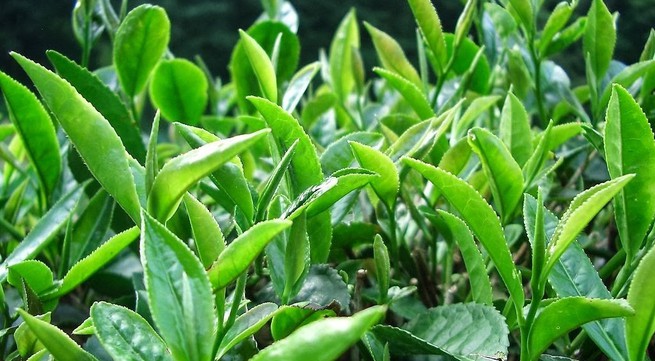 Vietnam's Tea wins special prize in the US