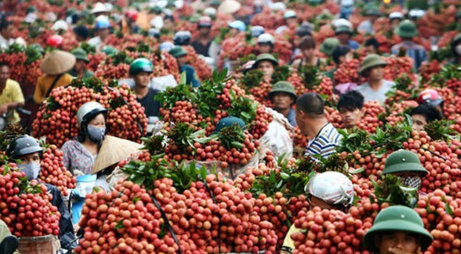 9,500 tons of lychees exported to China