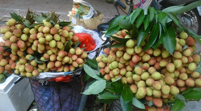 Lychee brought highest recorded revenue for Bac Giang province