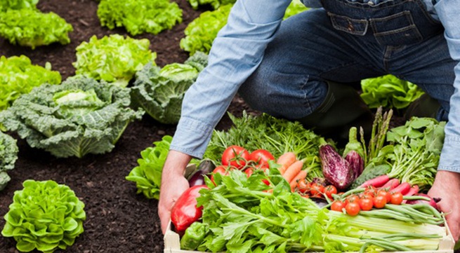 Quality certification needed for organic farm produce