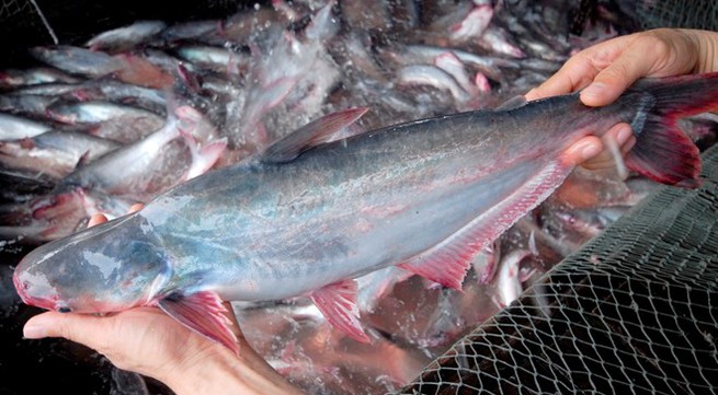 Vietnam clears rumours of unsanitary Tra fish farming process