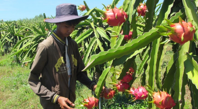 Binh Thuan province to develop hi-tech farming
