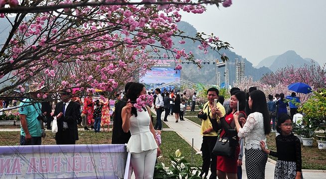 Quang Ninh to host Cherry Blossom – Ochna Flower Festival