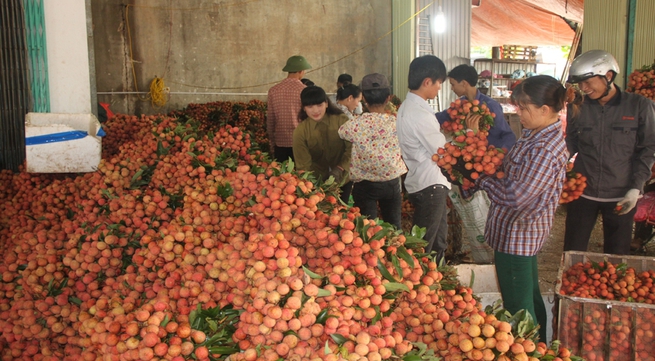 Bac Giang exports nearly 350 tonnes of lychees by air freight