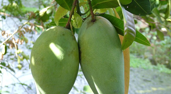 Mango exports to Australia and China