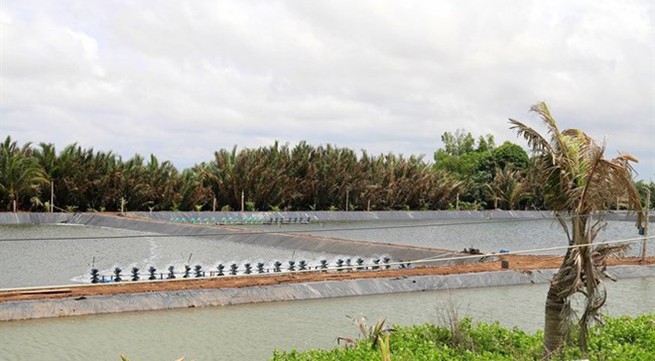Tien Giang develops saltwater, brackish-water aquaculture