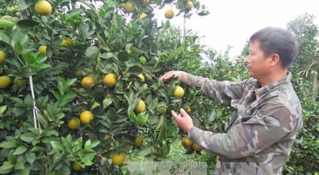 Hoa Binh promotes local fruit, farm produce