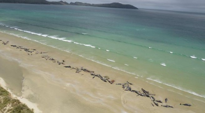 145 whales die after mass stranding in New Zealand
