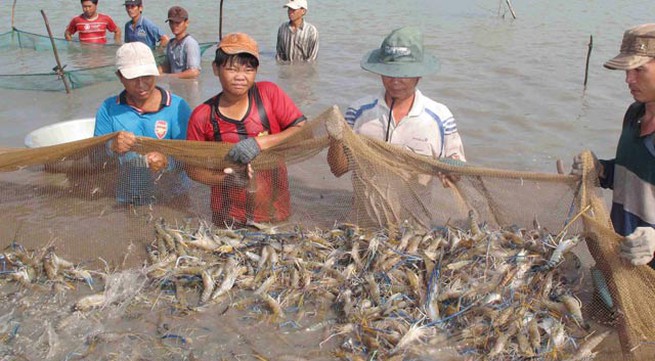 Shrimp prices decrease due to global overproduction