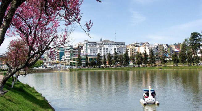 Cherry blossom festival in Dalat to be launched