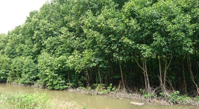Ca Mau loses 400 hectares of coastal forests per year