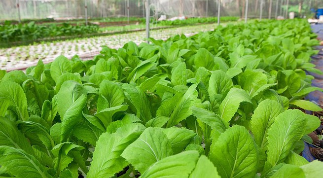 Agricultural value upgraded by organic cultivation