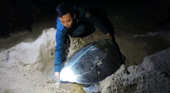 Con Dao closely monitors sea turtle habitat
