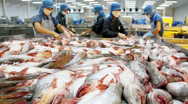 Challenges for tra fish exports to China