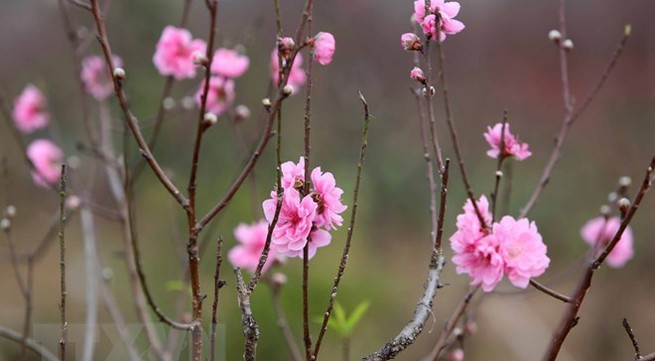 Cold spell means peach blossoms cost more
